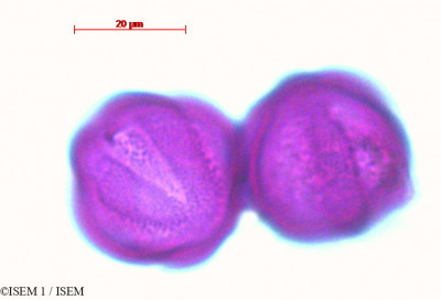 Columnea strigosa - lame n° 29095